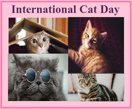 International Cat Day History Significance And Facts